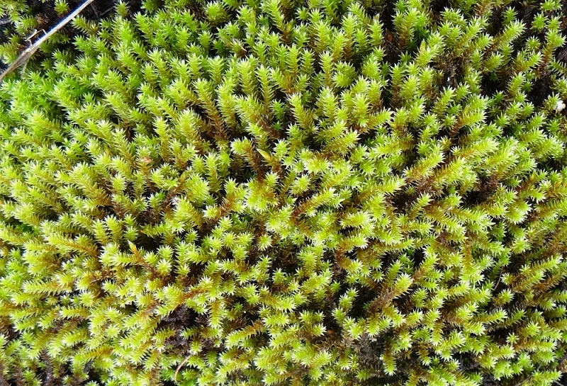 Hedwigia ciliata
